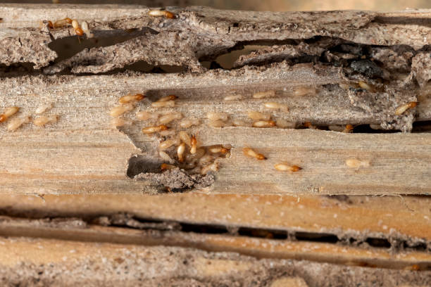 Flea Control Services in Warrington, FL