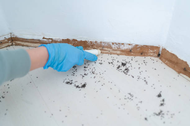 Best Wasp Removal Services  in Warrington, FL